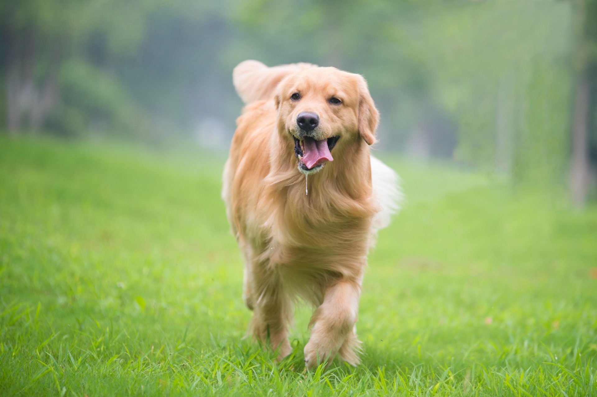 This 157 KG Fattest Dog in the World will tremble your eyeballs!